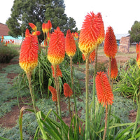 Red Kniphofia Caulescens Flower seeds for Planting - Sun Loving, Heirloom & GMO Free Seeds for Home Garden