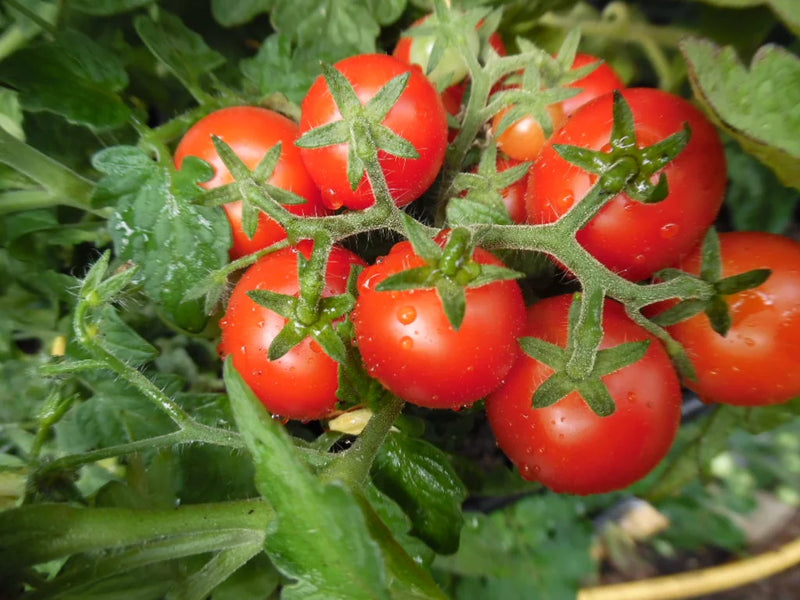Birdie Rouge Tomato Seeds for Planting High-Quality Heirloom Tomato Seeds