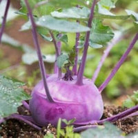 Kohl Rabi vegetable seeds for planting in home gardens and raised beds