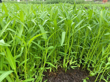 Kong Xin Cai Water Spinach heirloom seeds for home garden planting