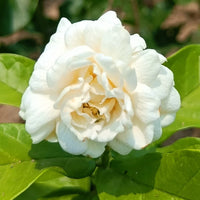 Mogra Flower seeds for Planting Premium Quality Heirloom & GMO Free Seeds for Home Garden