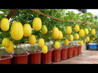 Ripe Korean melon with yellow striped skin