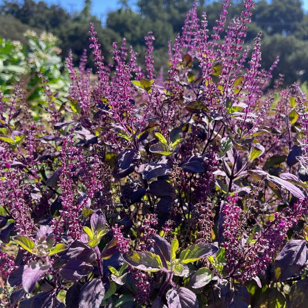 Aromatic Krishna Tulsi herb growing in a sunny garden with healthy green foliage.