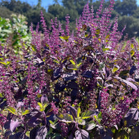 Aromatic Krishna Tulsi herb growing in a sunny garden with healthy green foliage.