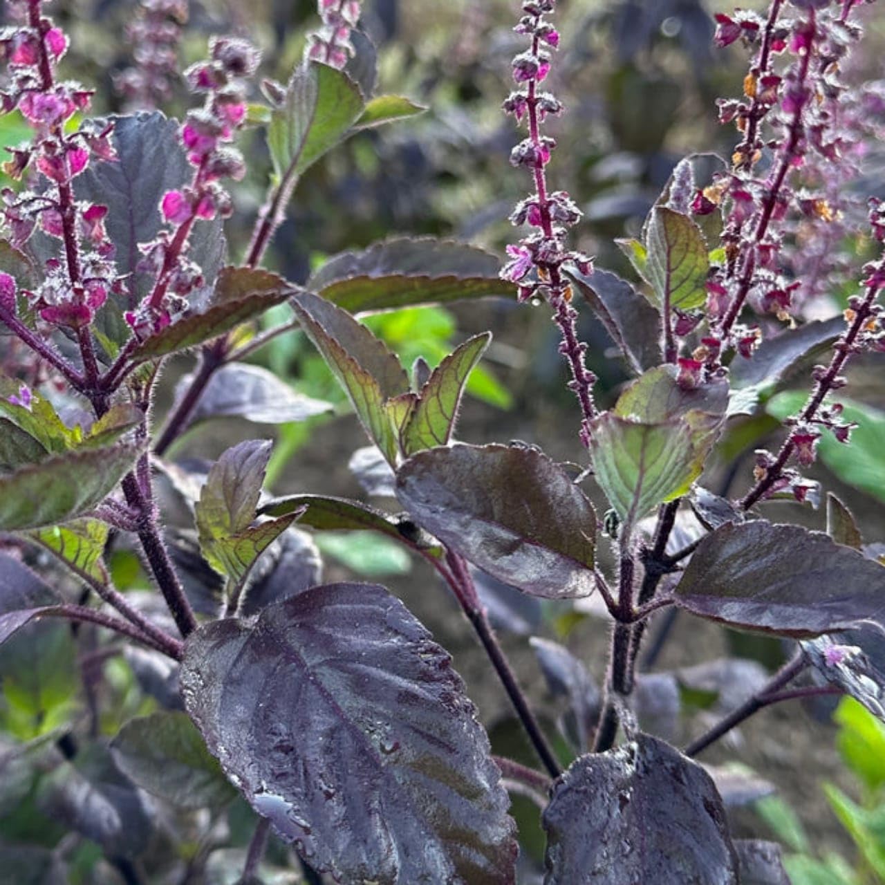 Krishna Tulsi Holy Basil seeds for planting in home gardens and containers.