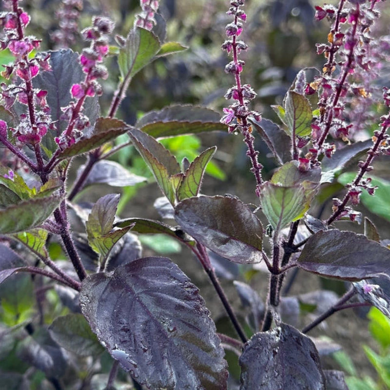 Krishna Tulsi Holy Basil seeds for planting in home gardens and containers.