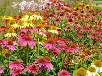 Firebird Coneflower Echinacea purpurea Seeds for Planting in Flower Bed