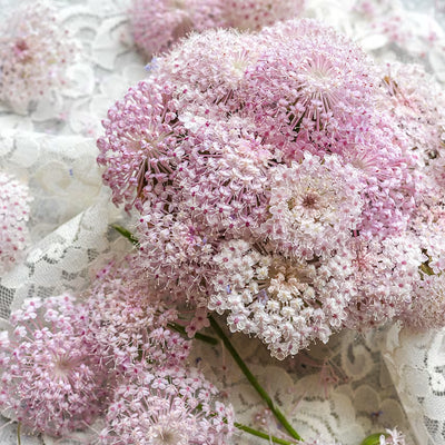 100 Pcs