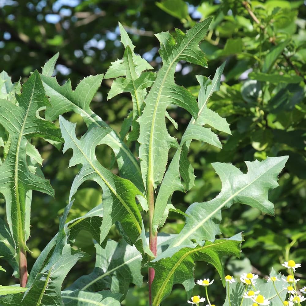 Lactuca virosa seeds suitable for herb gardens, raised beds, and containers.