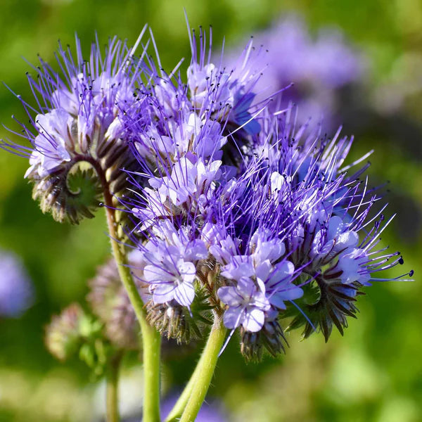 Violet Lacy Phacelia Seeds Flower seeds for Planting Easy to Grow Heirloom & GMO Free Seeds for Home Garden 
 
 Sale