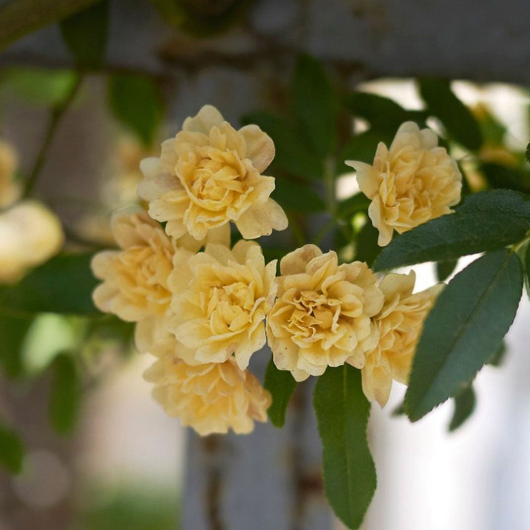 Lady Banks' Rose flower seeds for ornamental climbing garden displays.