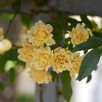 Lady Banks' Rose flower seeds for ornamental climbing garden displays.