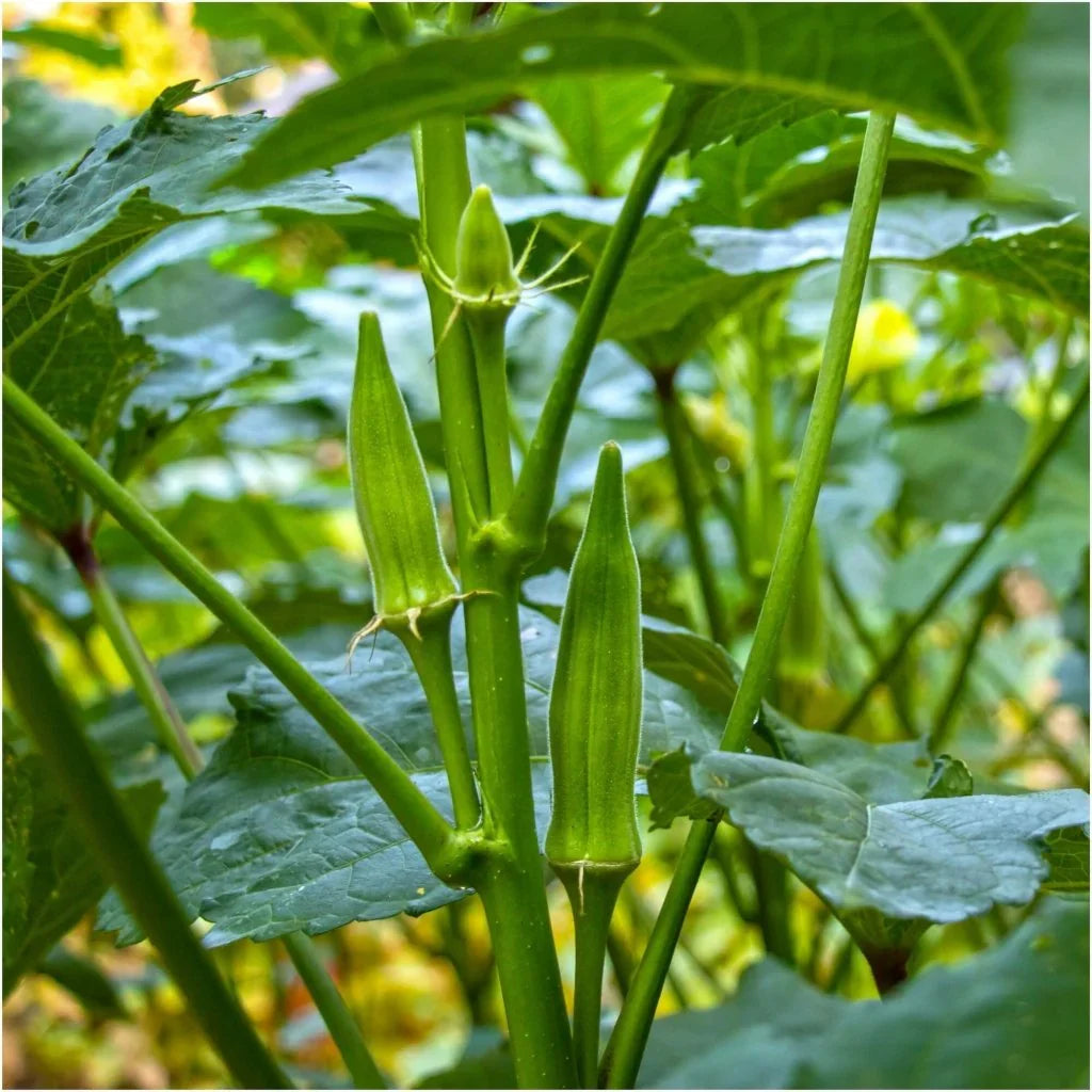 Lady's Finger okra plants growing in a healthy home vegetable garden.