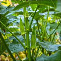 Lady's Finger okra plants growing in a healthy home vegetable garden.
