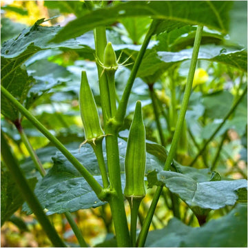 Lady's Finger okra plants growing in a healthy home vegetable garden.