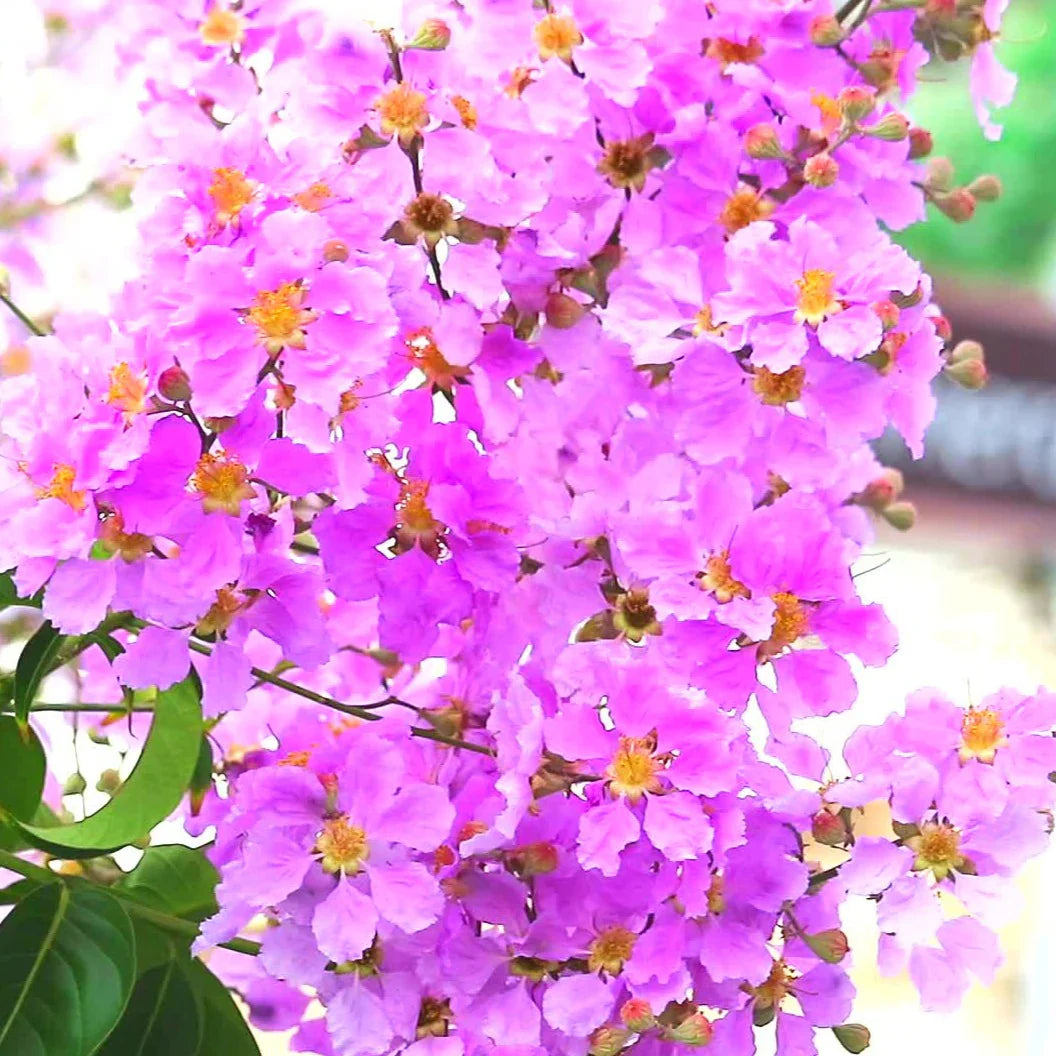 Pink Crape Myrtle Flower seeds for Planting - Colorful Display, Heirloom & GMO Free Seeds for Home Garden