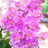 Pink Crape Myrtle Flower seeds for Planting - Colorful Display, Heirloom & GMO Free Seeds for Home Garden