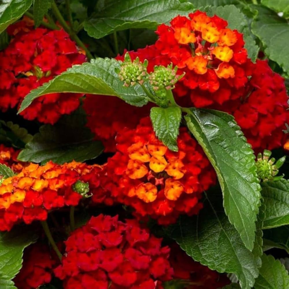 Lantana Camara flowering plants with vibrant colorful blooms in a sunny garden.