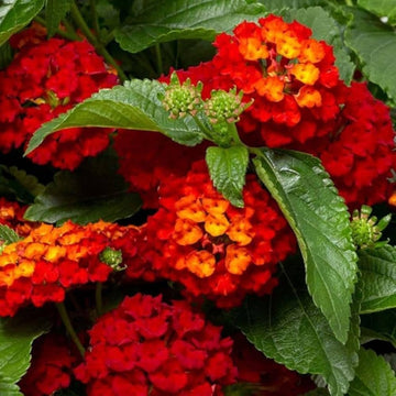 Lantana Camara flowering plants with vibrant colorful blooms in a sunny garden.