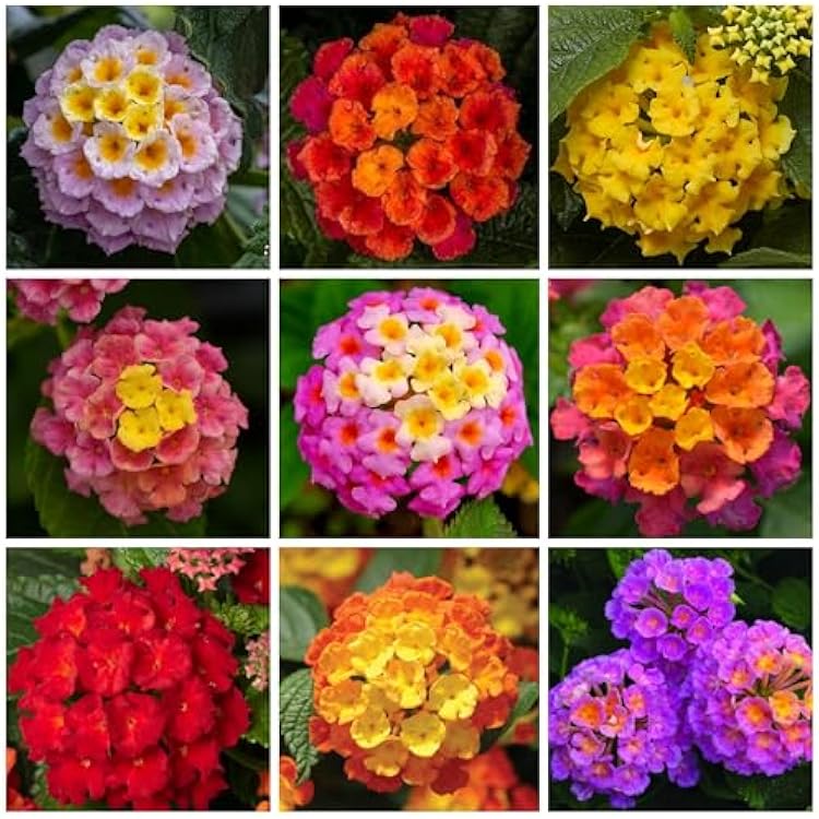 Lantana camara flower seeds suitable for raised beds, borders, and containers.