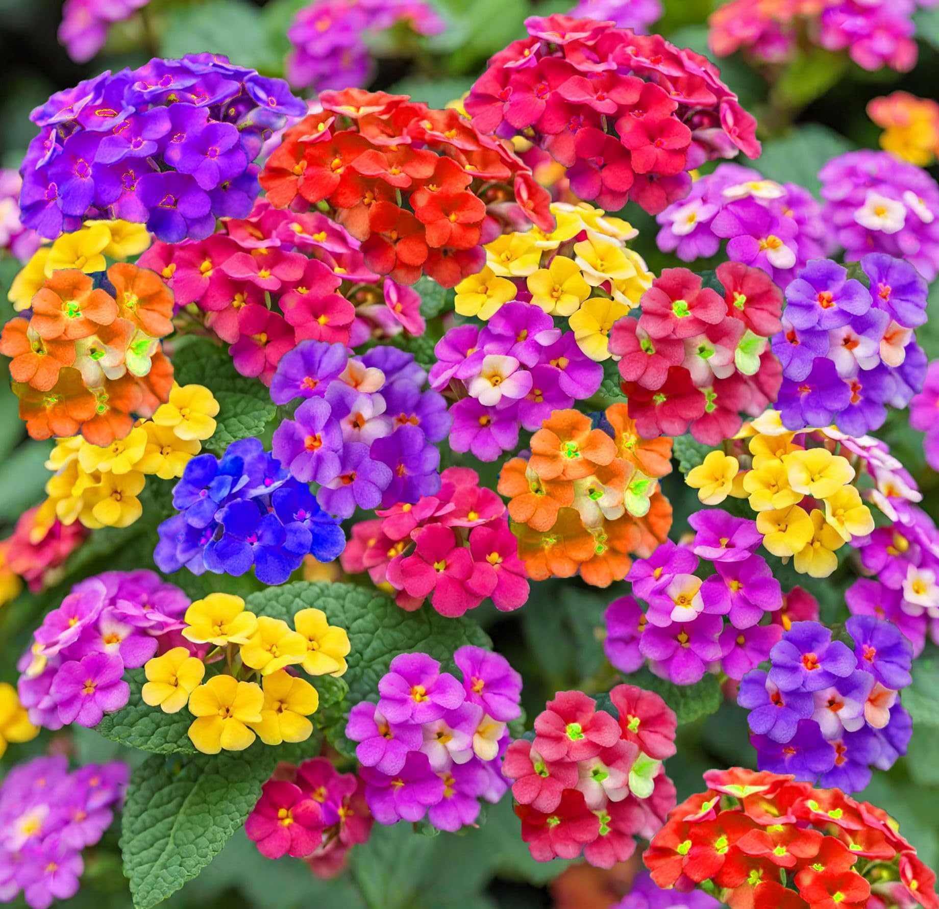 Vibrant Lantana plants adding seasonal color to a garden border