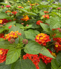 Lantana Flower seeds for Planting Pollinator Friendly Heirloom & GMO Free Seeds for Home Garden