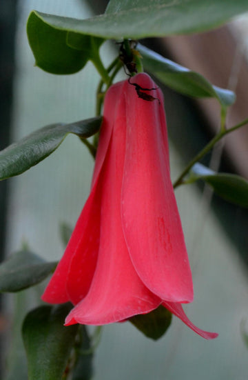 Rare Chilean Bellflower Seeds, Evergreen, DIY Garden Flower Plant