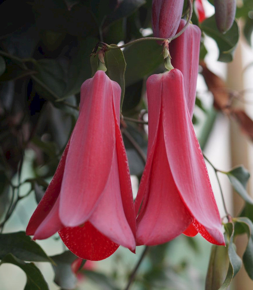 Lapageria Rosea Flower seeds for Planting Sun Loving Heirloom & GMO Free Seeds for Home Garden