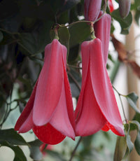 Chilean Bellflower Seeds (Lapageria Rosea) for Unique and Beautiful Garden Flowers