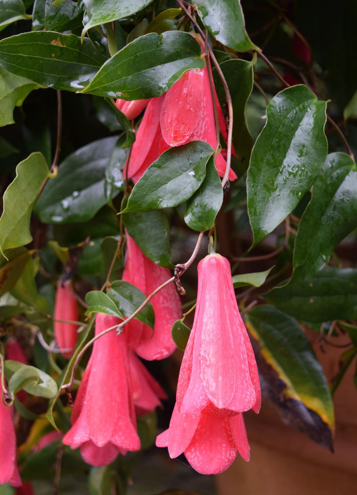 Lapageria Flower Seeds Planting Guide