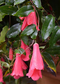 Lapageria Flower Seeds Planting Guide