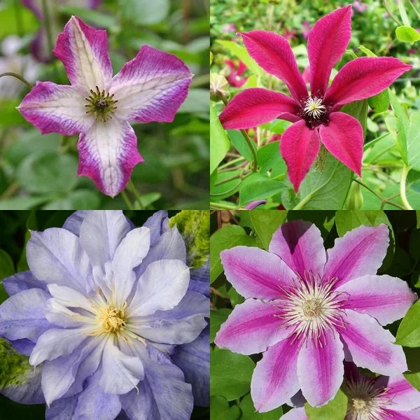 Mixed color Clematis flowers suitable for pergolas, fences, and landscape gardens.