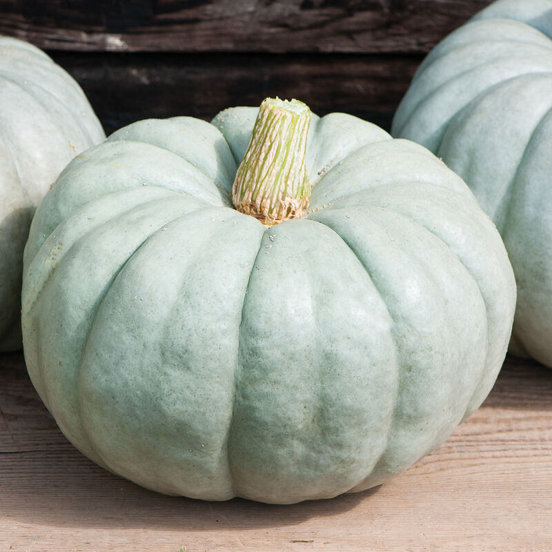 Large Blue Pumpkin Growing in Home Garden