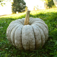 Large Blue Pumpkin Seeds for Planting