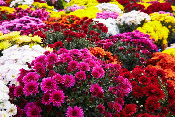 Mixed Color Chrysanthemum flower seeds for planting in home gardens.