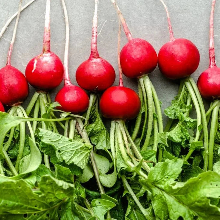 Large Red German Giant Radish Roots