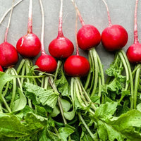 Large Red German Giant Radish Roots