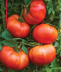 Harvested big dark red tomatoes