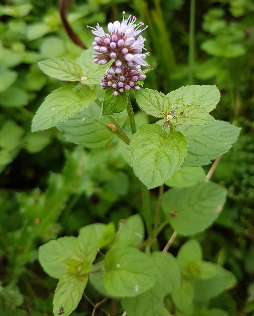 Lamiaceae Flower seeds for Planting Low Maintenance Heirloom & GMO Free Seeds for Home Garden 
 
 Sale