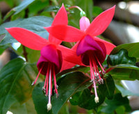 Red Pink Fuchsia Hybrida Flower seeds for Planting Low Maintenance Heirloom & GMO Free Seeds for Home Garden
