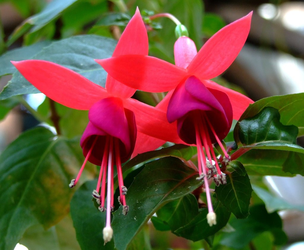 Red Violet Fuchsia Hybrida Seeds for Planting Cottage Garden Essential Heirloom & GMO Free Seeds for Home Garden
 
 Sale
