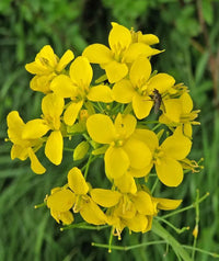 Yellow Edible Rape Flower Seeds for planting