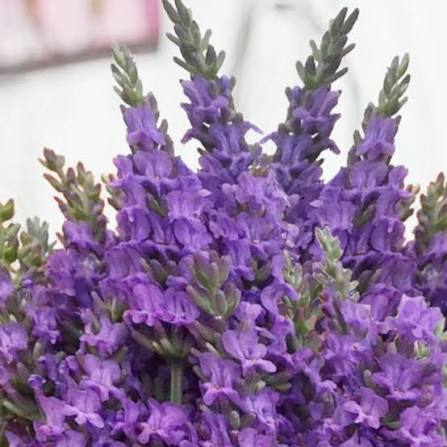 Lavandin (Lavandula × intermedia) seeds for planting fragrant purple flowering plants in home gardens.