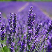 Lavandin lavender hybrid plants suitable for containers, pathways, and landscape gardens.
