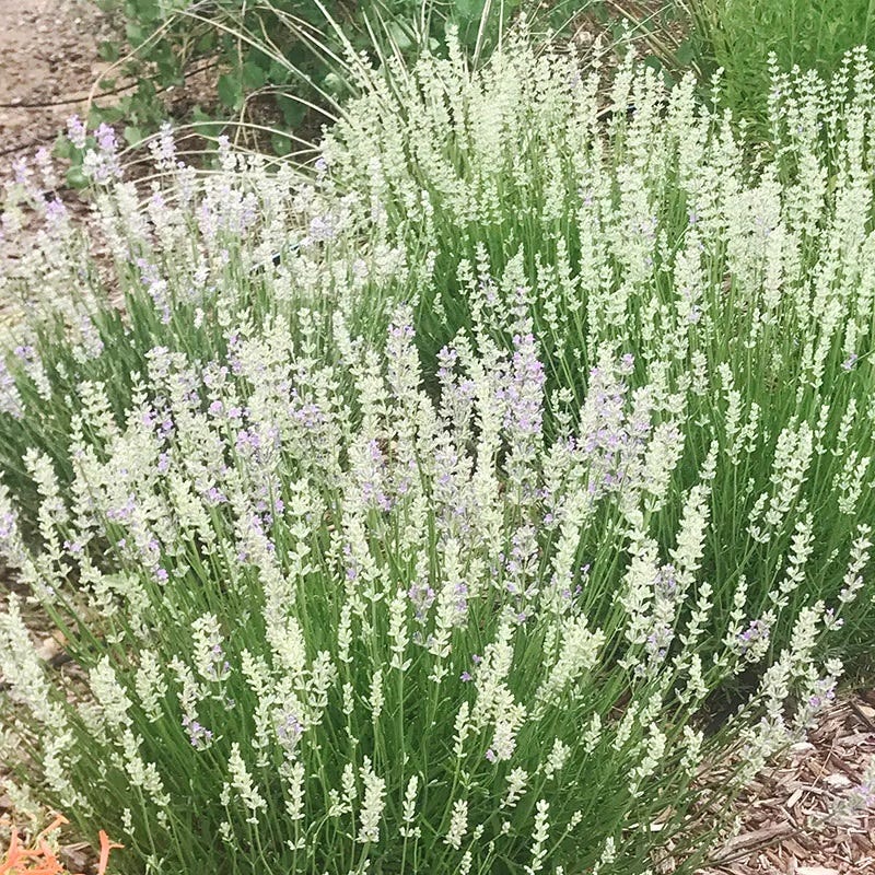 Provence Lavender White Flower seeds for Planting - Sun Loving, Heirloom & GMO Free Seeds for Home Garden