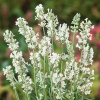 White Lavender Ellagance Flower seeds for Planting - Premium Quality, Heirloom & GMO Free Seeds for Home Garden
