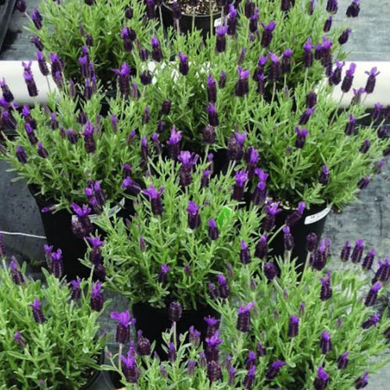French Lavender (Lavandula dentata) seeds for planting ornamental flowering herb in containers and garden borders.