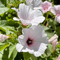 White Pink Lavatera Flower seeds for Planting Long Bloom Season Heirloom & GMO Free Seeds for Home Garden
 
 Sale