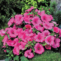 White Pink Lavatera Flower Seeds for Planting  Seed for Lush Blooms, Perfect for Elegant Garden Displays