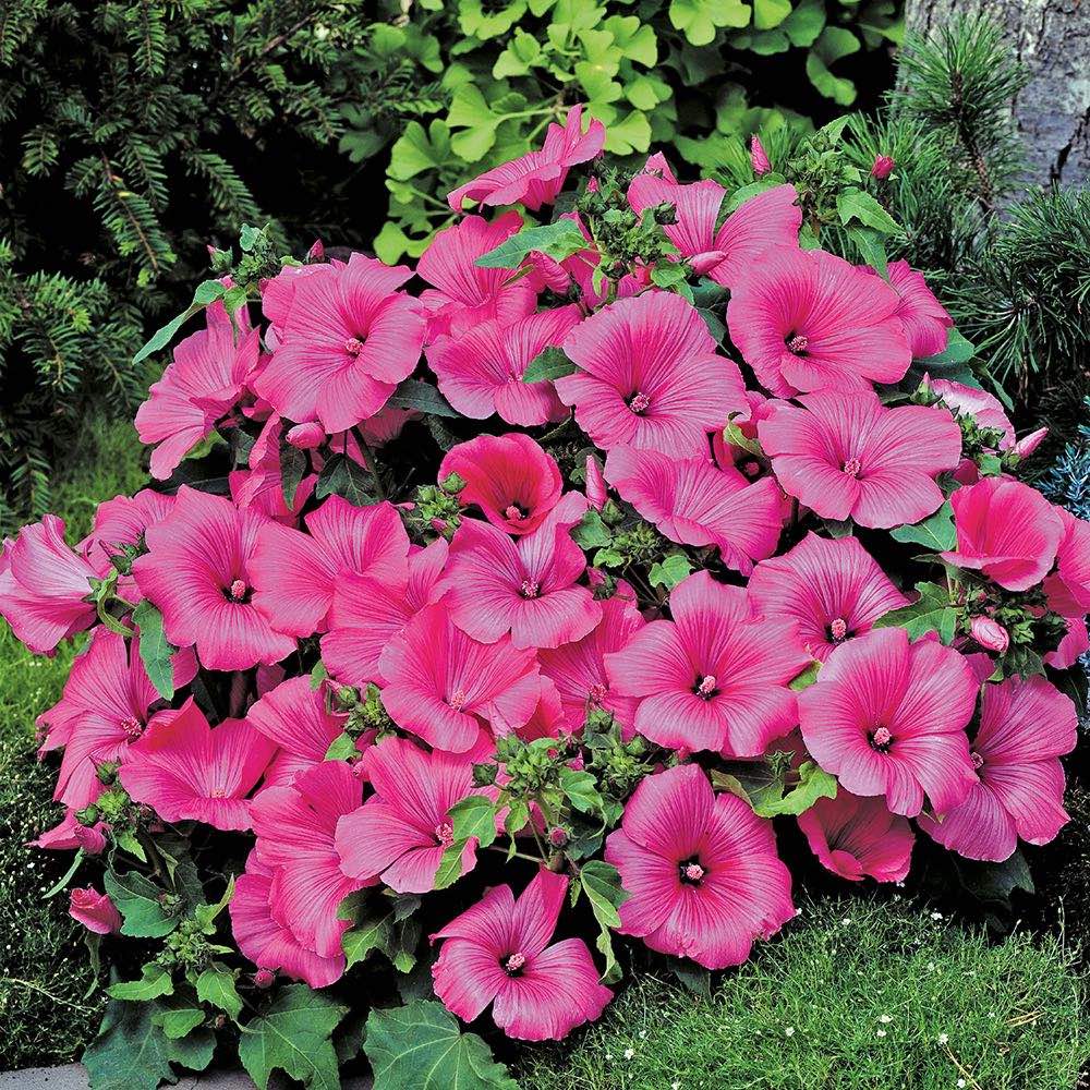 Pink Lavatera Flower seeds for Planting Easy to Grow Heirloom & GMO Free Seeds for Home Garden
 
 Sale